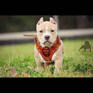 Meet your Posher, Marco